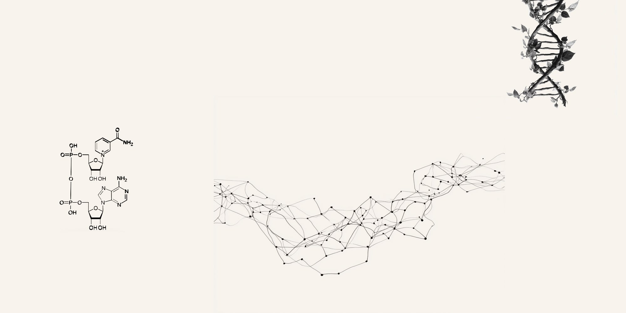 precise cell anti-aging for Females